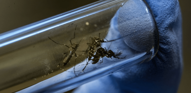 El mosquito muta: Advierten sobre un genotipo más letal de chikungunya que provoca meningitis en Santa Cruz