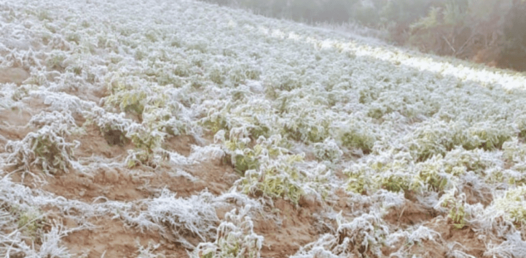 Helada afecta a los valles cruceños: productores evalúan daños en los cultivos