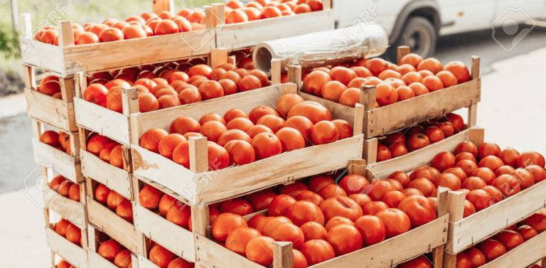 En Santa Cruz de la Sierra, el precio del tomate registra una significativa baja, situándose en Bs 3 el kilo.