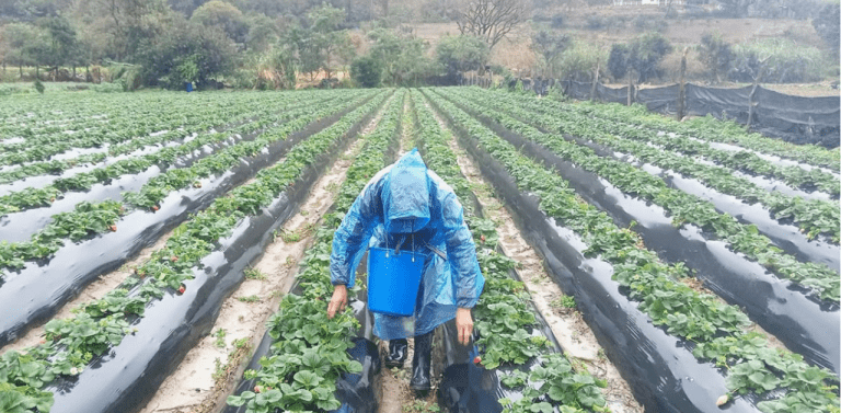 Heladas afectan a los Valles cruceños y ponen en riesgo la producción agropecuaria